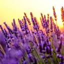 AdobeStock_119082692.jpeg